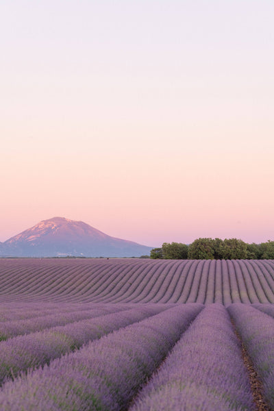 Lavender_dusk_grande.jpg?v=