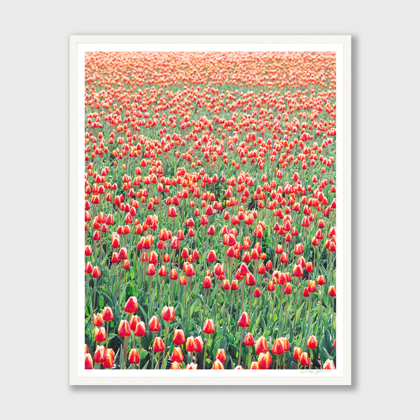 Flora Collection by Kate Holstein