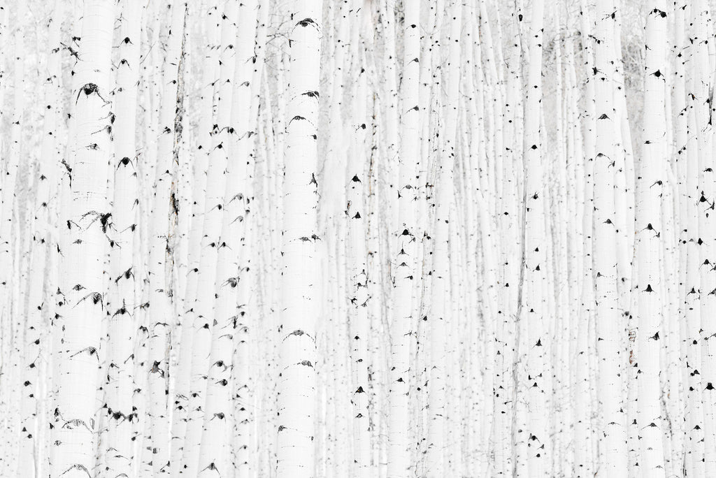 Aspen Grove, Aspen CO | Kate Holstein