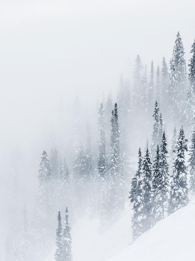 Misty Pines, British Columbia | Kate Holstein