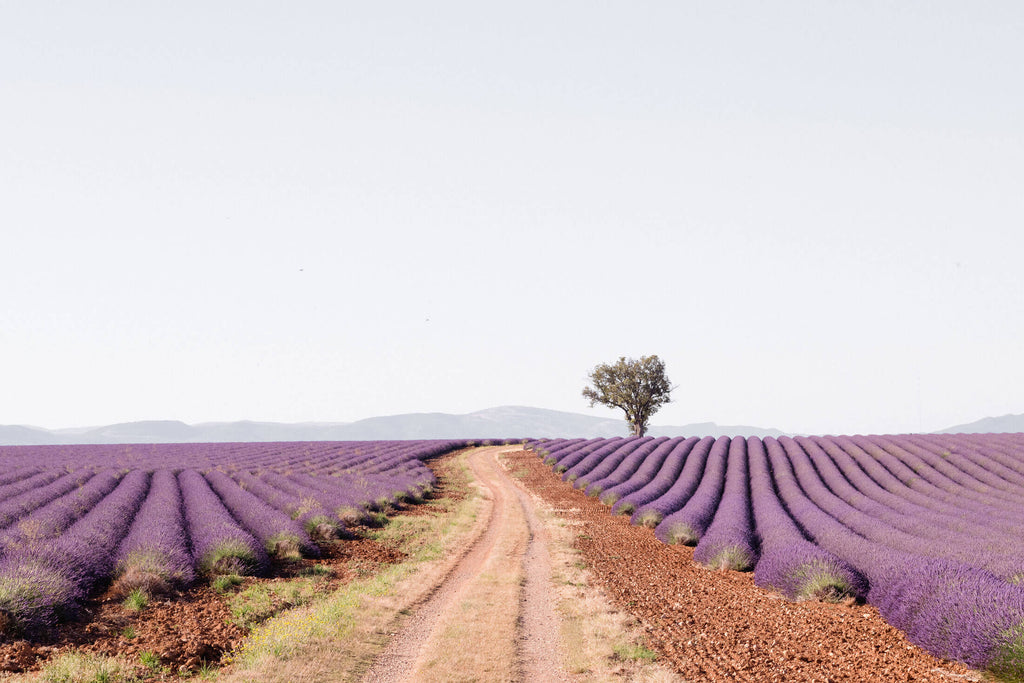 Chemin De Lavande 3 - Flora Collection - Print by Kate Holstein