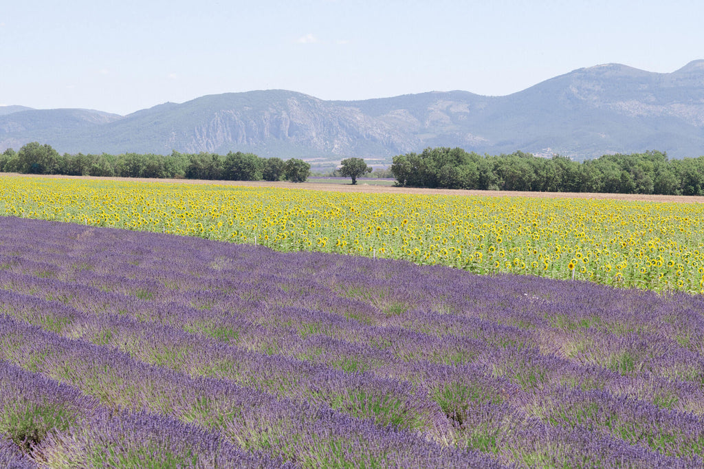 Été a Provence - Flora Collection - Print by Kate Holstein