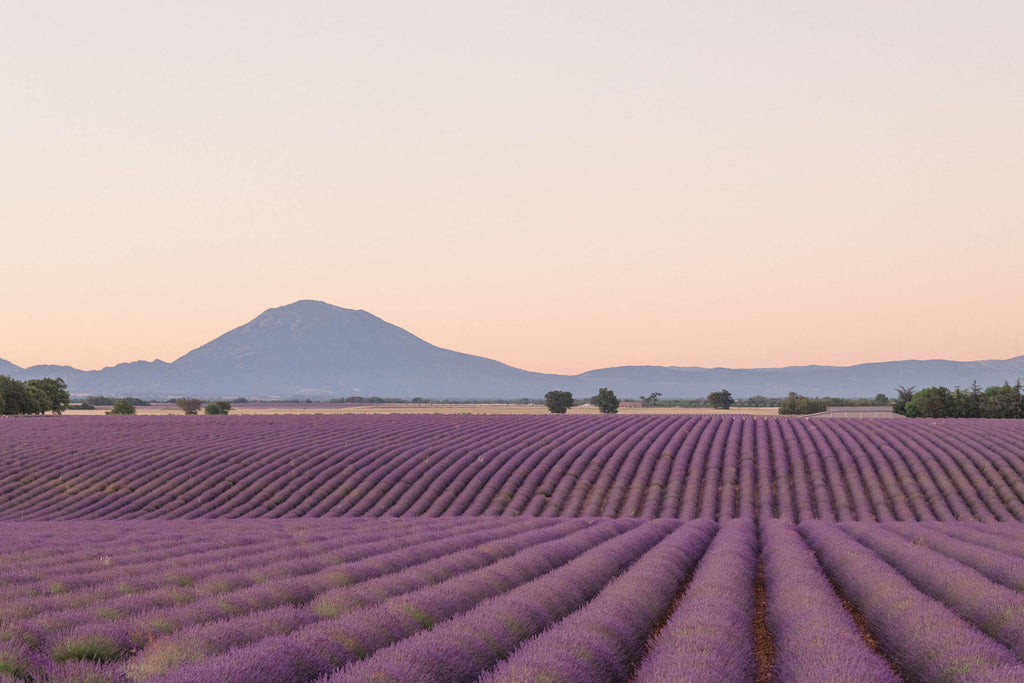 Lavender Dawn - Flora Collection - Print by Kate Holstein