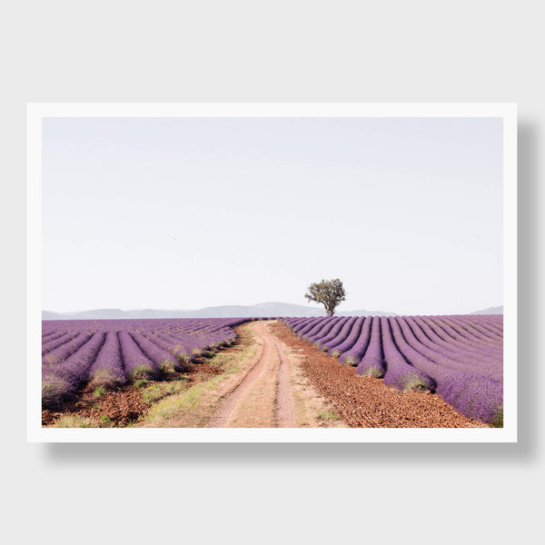 Chemin De Lavande 3 - Flora Collection - Print by Kate Holstein