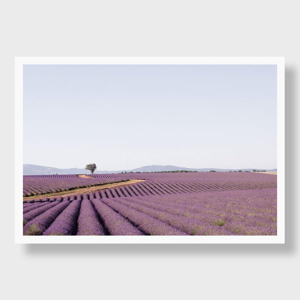 Chemin De Lavande -Print by Kate Holstein