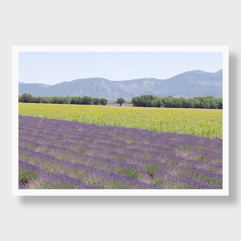 Été a Provence - Flora Collection - Print by Kate Holstein