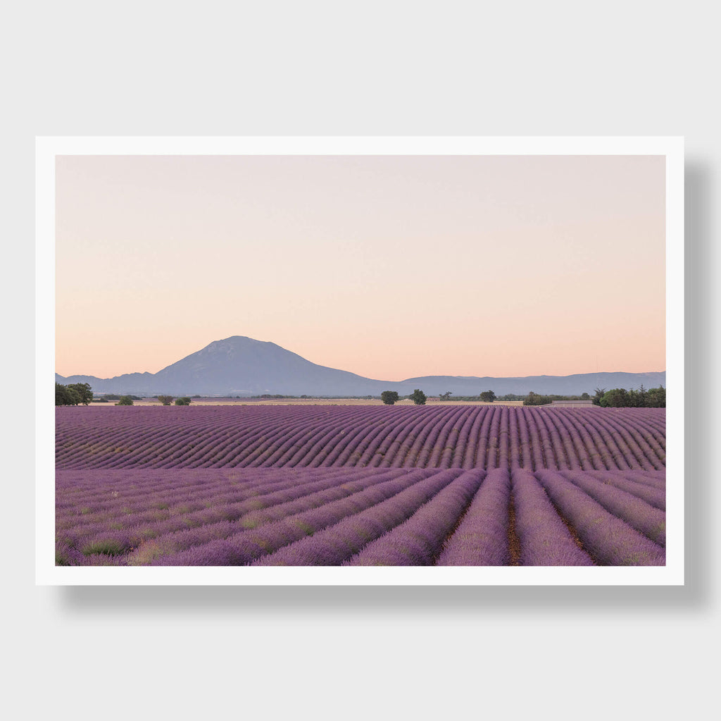 Lavender Dawn - Flora Collection - Print by Kate Holstein