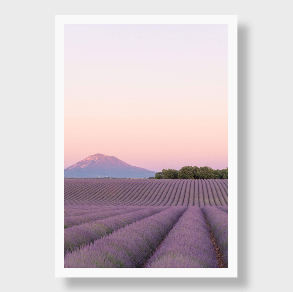 Lavender Dusk - Flora Collection - Print by Kate Holstein