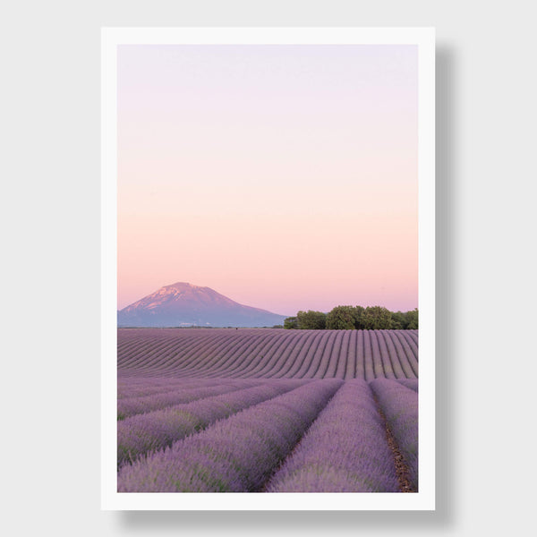 Lavender Dusk - Flora Collection - Print by Kate Holstein