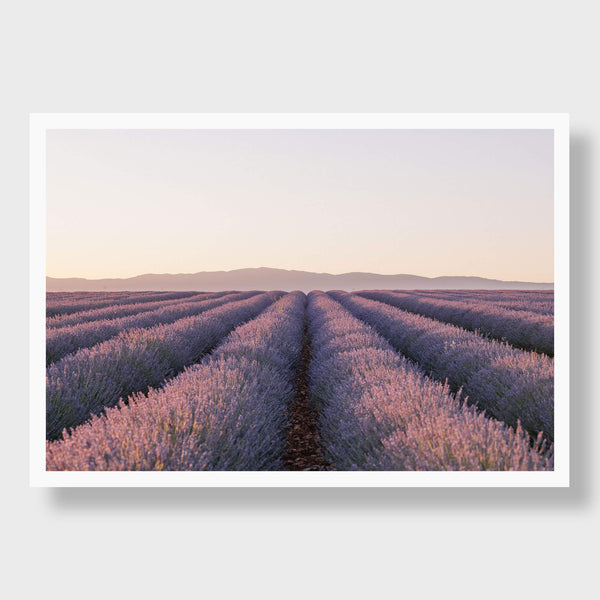 Les Chenes de Lavande - Flora Collection - Print by Kate Holstein