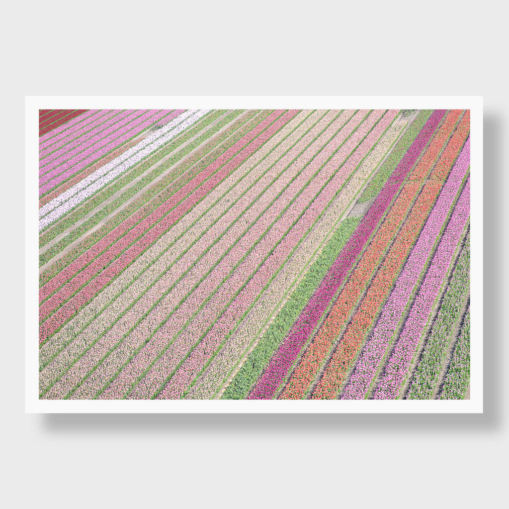 Rainbow Tulips 2 - Flora Collection - Print by Kate Holstein