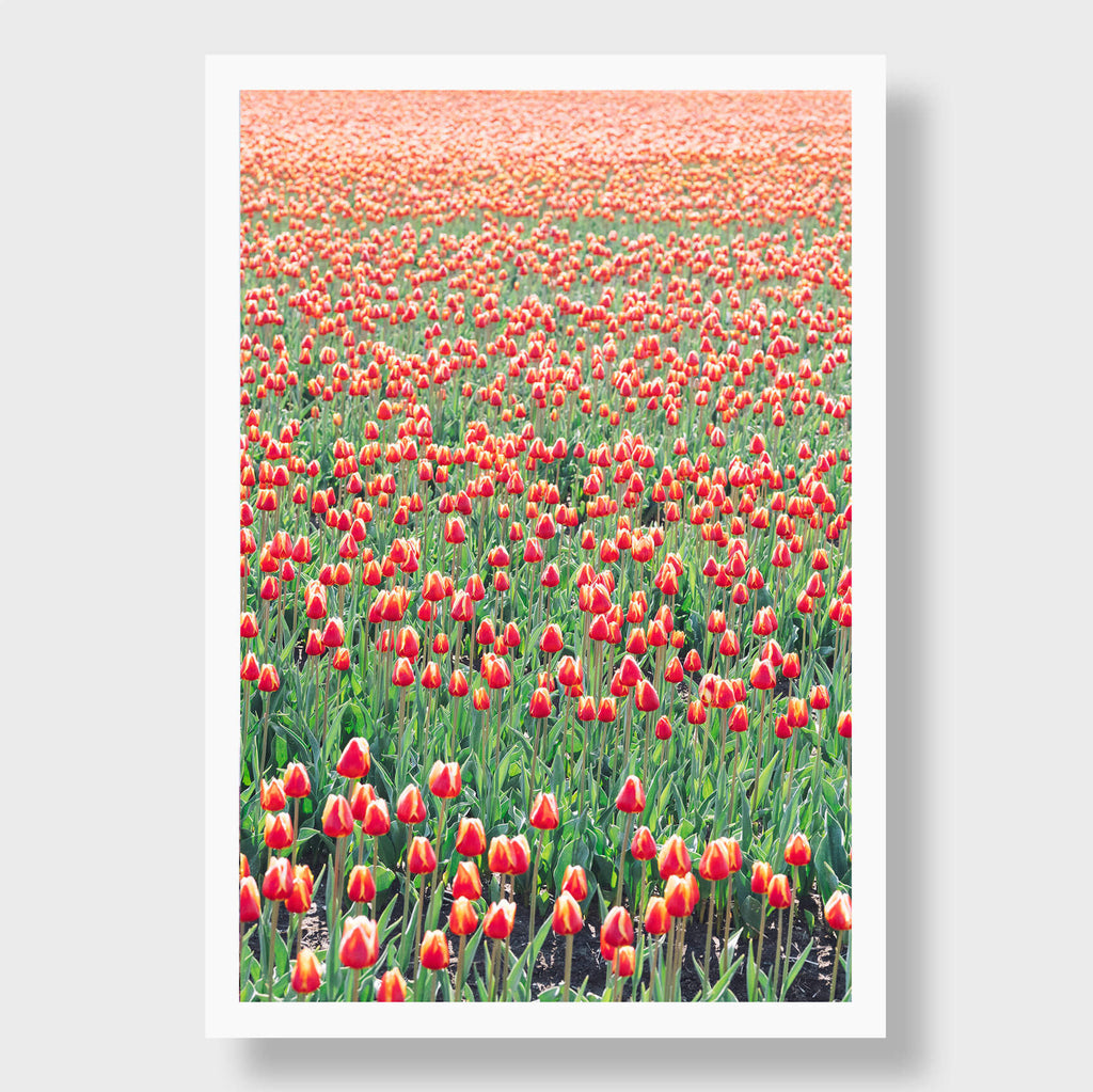 Red Tulips - Flora Collection - Print by Kate Holstein