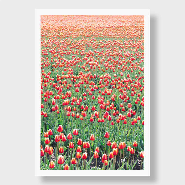Red Tulips - Flora Collection - Print by Kate Holstein