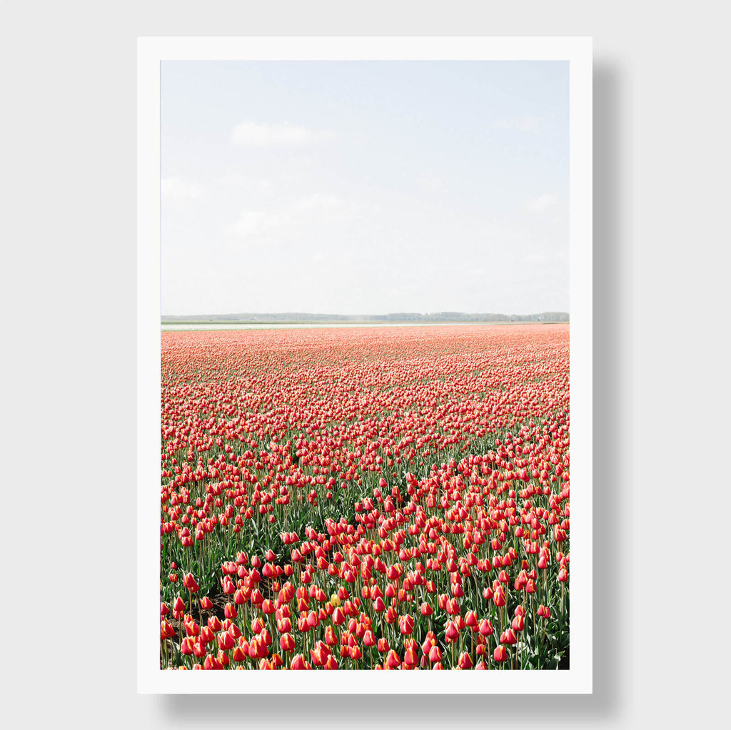 Red Tulips 2 - Flora Collection - Print by Kate Holstein