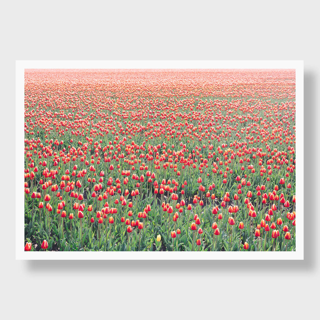 Red Tulips 3 - Flora Collection - Print by Kate Holstein