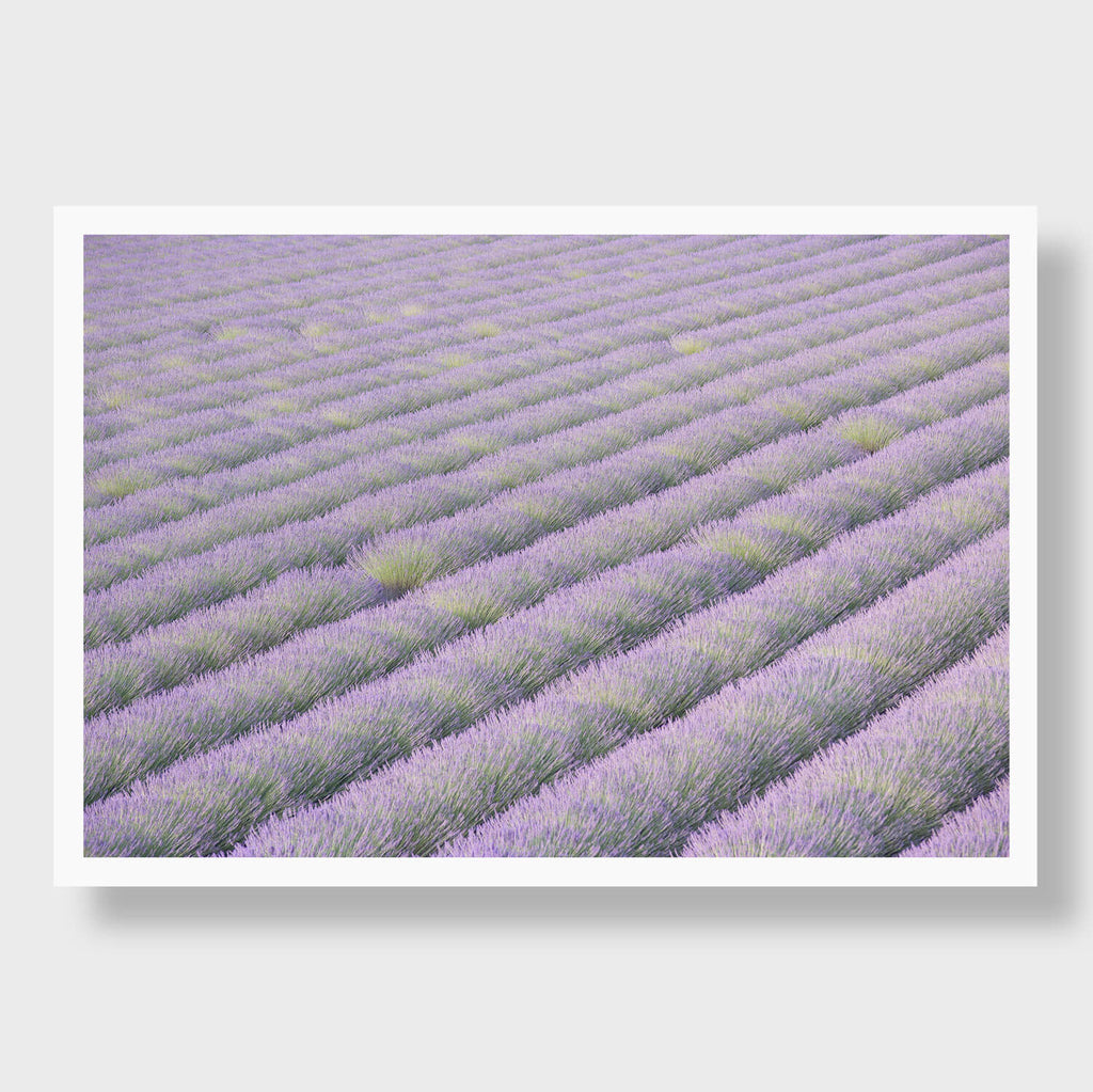 Sea Of Lavande - Flora Collection - Print by Kate Holstein