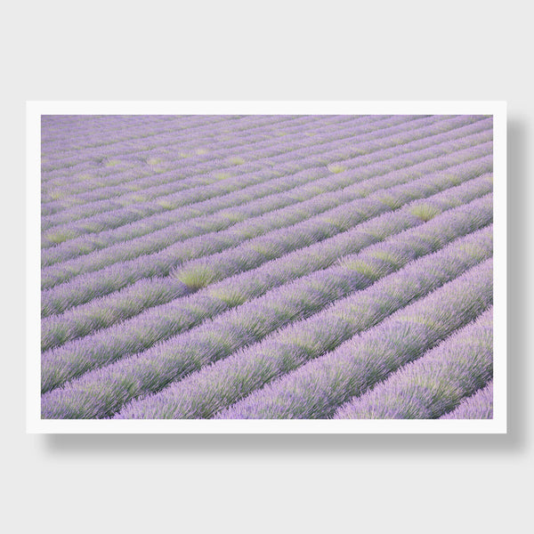 Sea Of Lavande - Flora Collection - Print by Kate Holstein