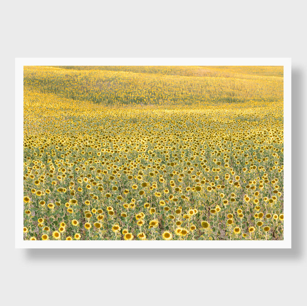 Sea Of Sunflowers - Flora Collection - Print by Kate Holstein