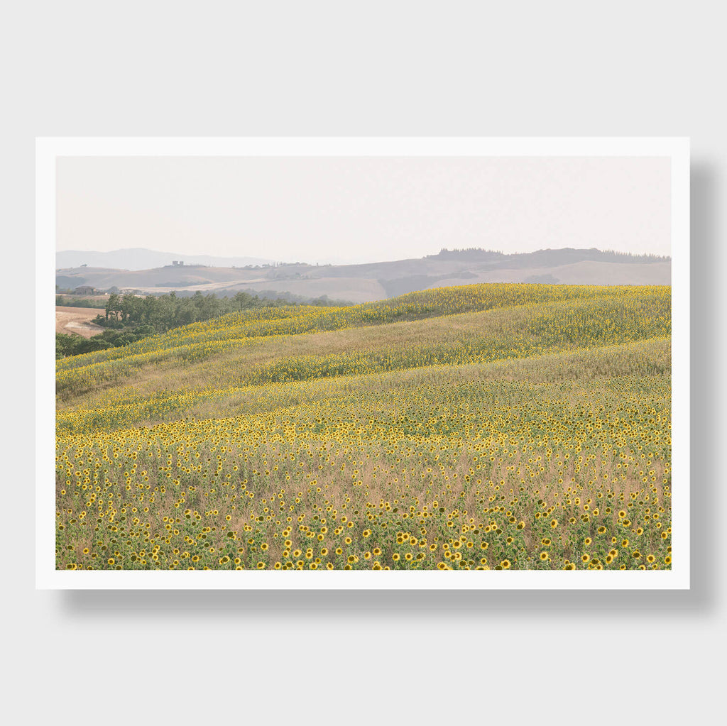 Sunflower Hills 2 - Flora Collection - Print by Kate Holstein