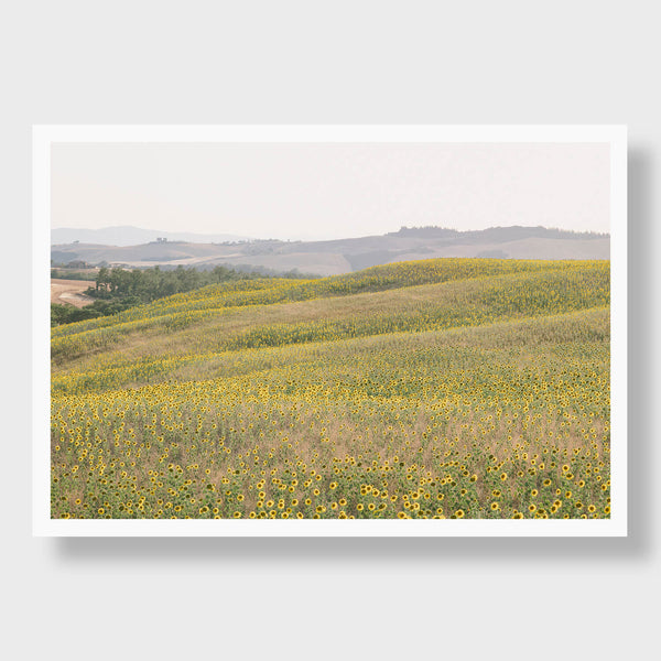Sunflower Hills 2 - Flora Collection - Print by Kate Holstein
