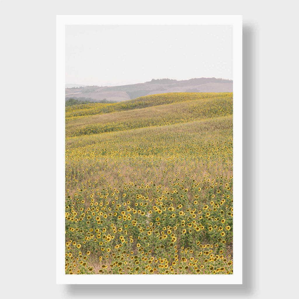 Sunflower Hills - Flora Collection - Print by Kate Holstein