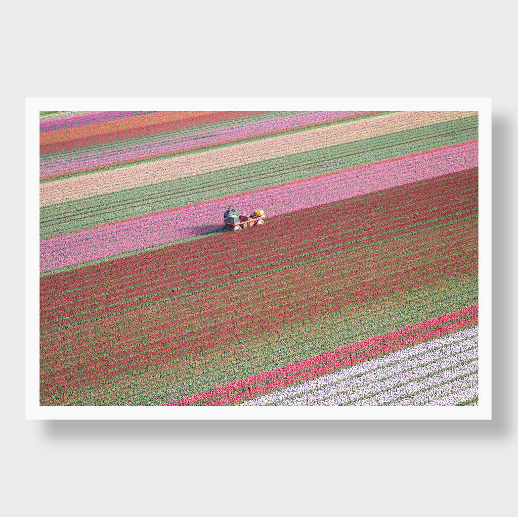 Tulip Farming - Flora Collection - Print by Kate Holstein