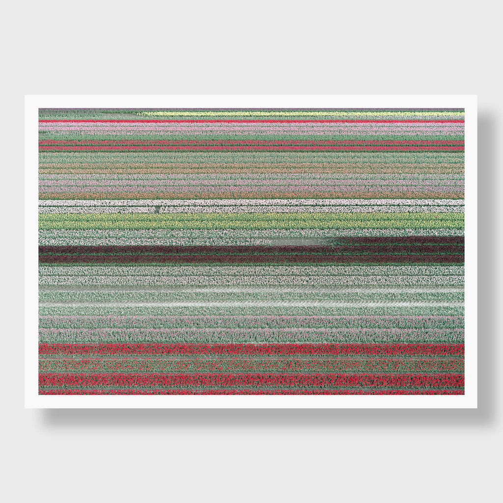 Tulip Rows 1 - Flora Collection - Print by Kate Holstein