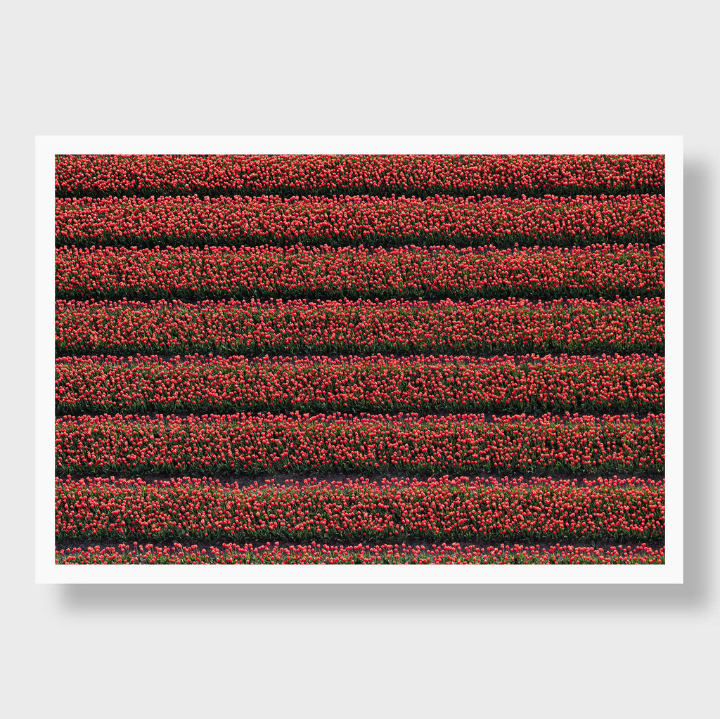 Tulip Rows 2 - Flora Collection - Print by Kate Holstein