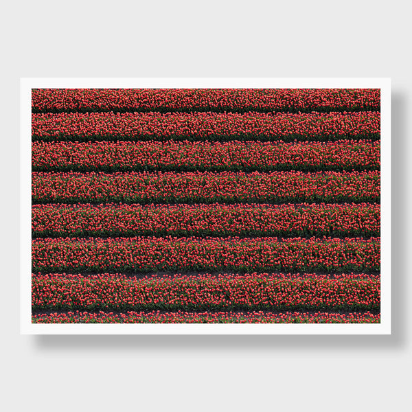 Tulip Rows 2 - Flora Collection - Print by Kate Holstein