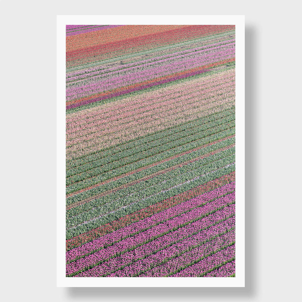 Rainbow Tulips 1 - Flora Collection - Print by Kate Holstein