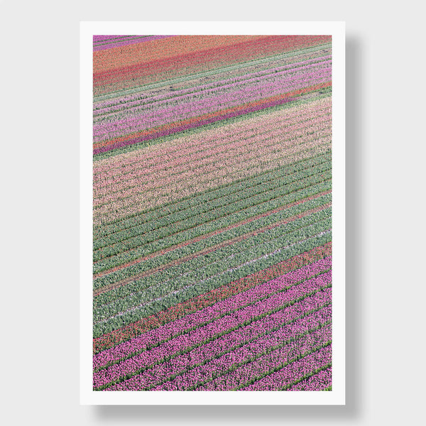 Rainbow Tulips 1 - Flora Collection - Print by Kate Holstein