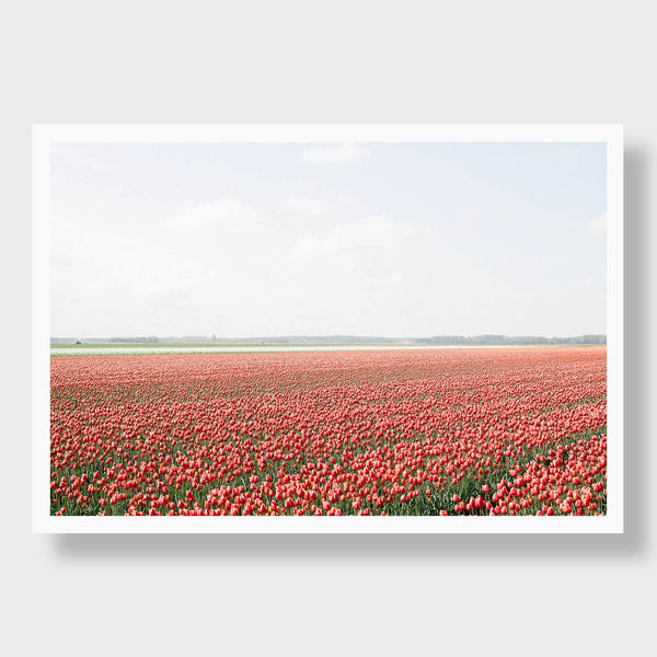 Red Tulips 4 - Flora Collection - Print by Kate Holstein