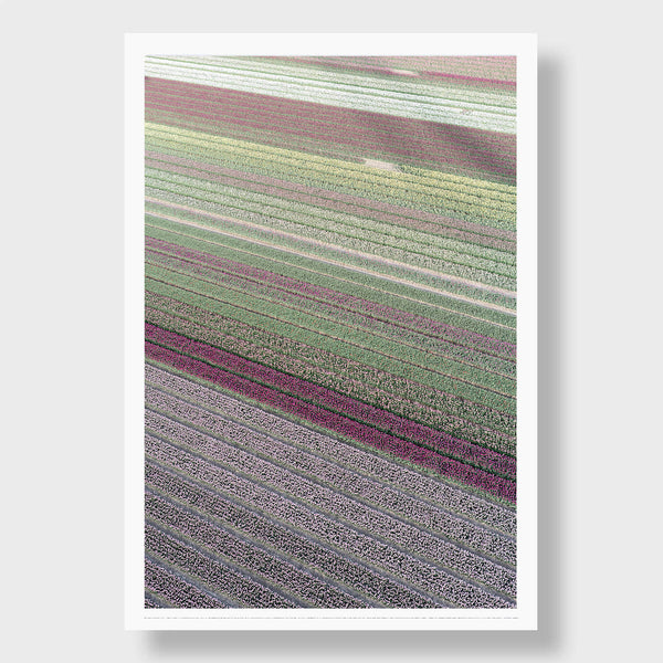 Shades of Purple - Flora Collection - Print by Kate Holstein