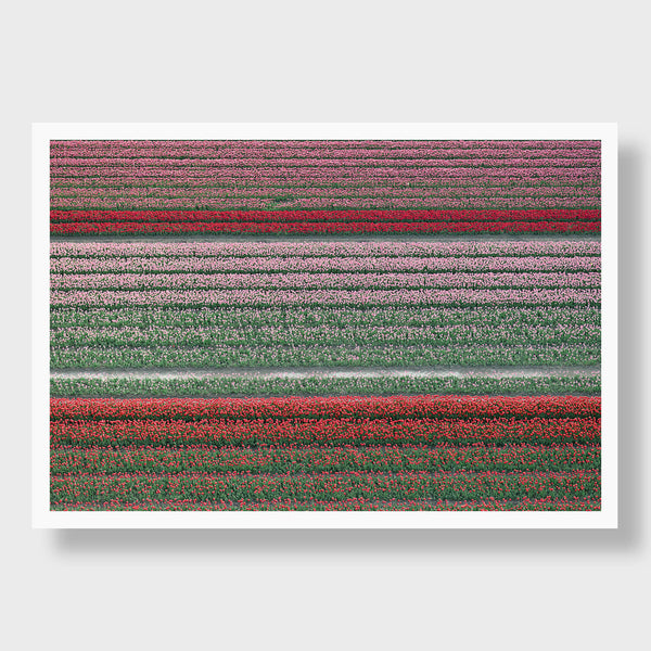 Tulip Rows 3 - Flora Collection - Print by Kate Holstein