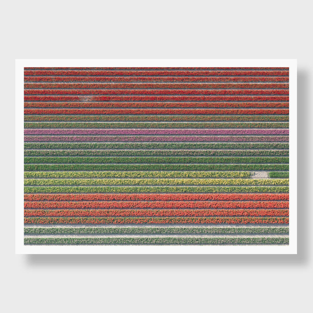 Tulip Rows 4 - Flora Collection - Print by Kate Holstein