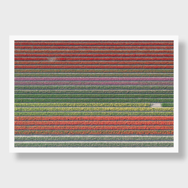 Tulip Rows 4 - Flora Collection - Print by Kate Holstein