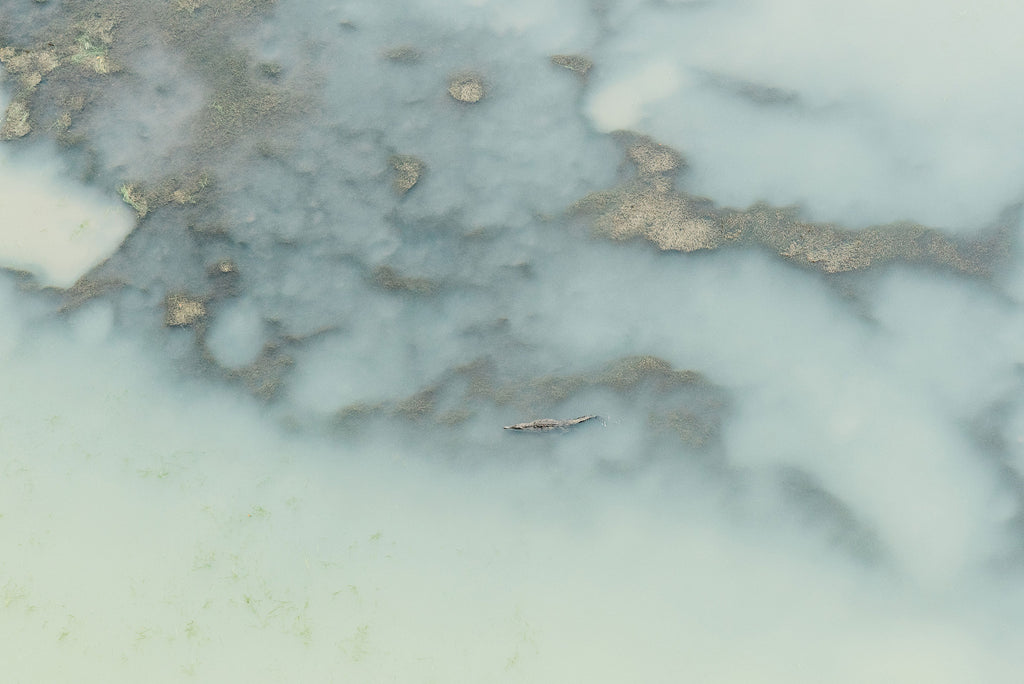 Crocodile, Panama | Kate Holstein