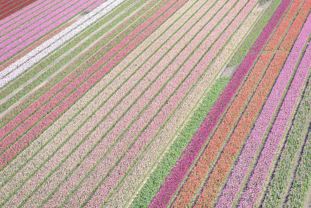 Rainbow Tulips 2 - Flora Collection - Print by Kate Holstein