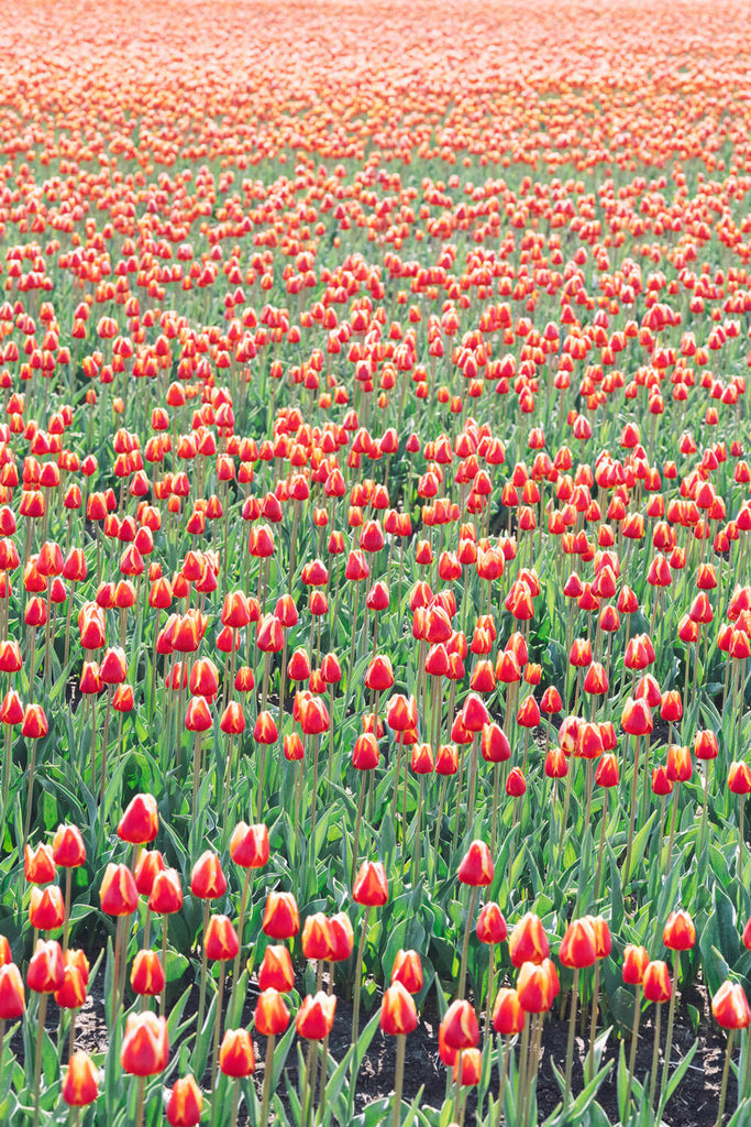 Red Tulips  - Flora Collection - Print by Kate Holstein