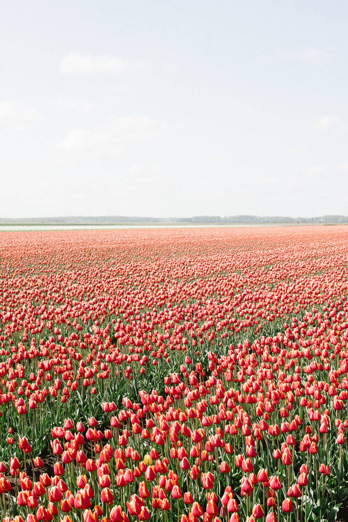 Red Tulips 2 - Flora Collection - Print by Kate Holstein