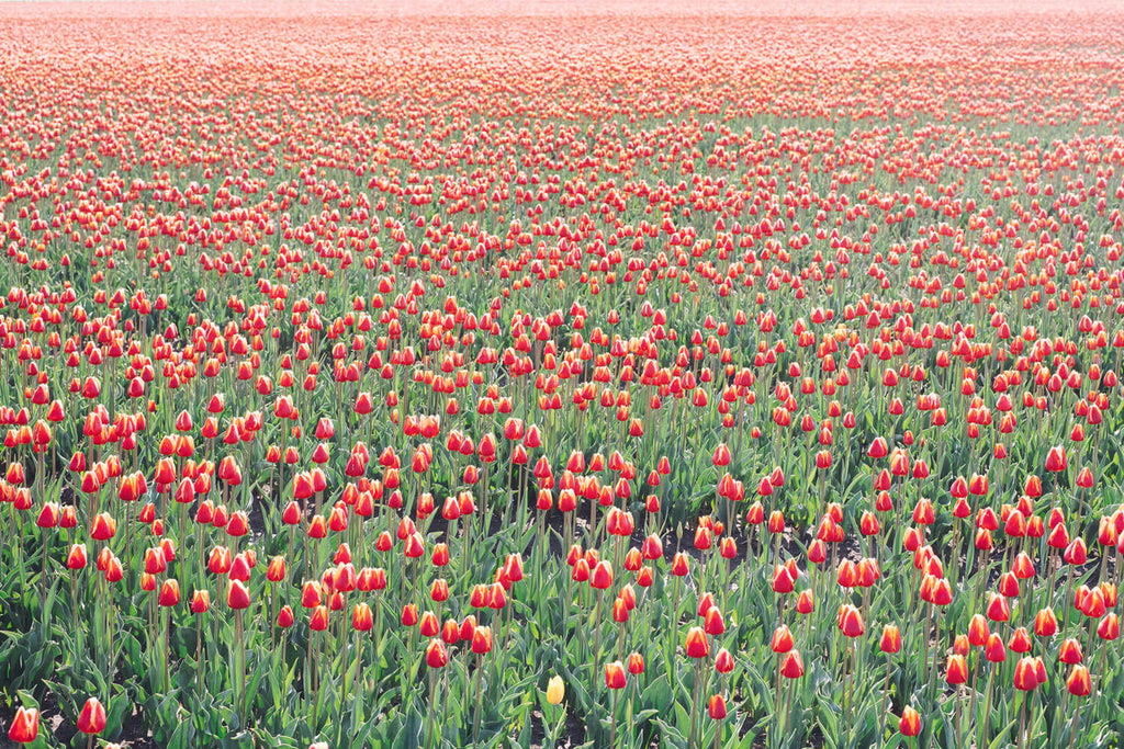 Red Tulips 3 - Flora Collection - Print by Kate Holstein