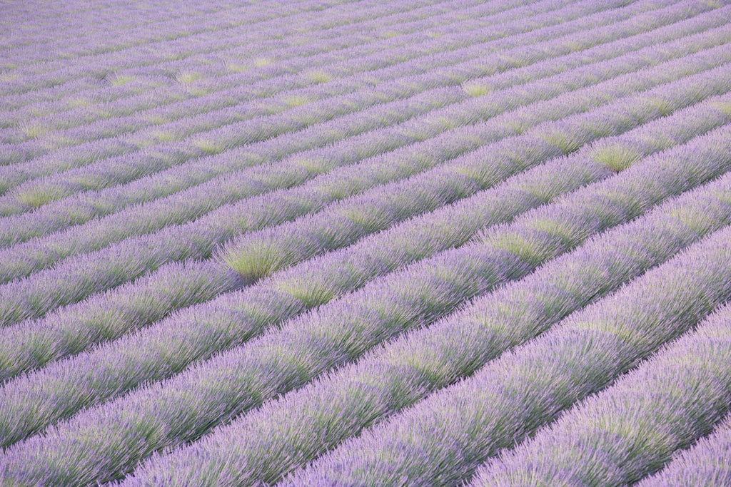 Sea Of Lavande - Flora Collection - Print by Kate Holstein