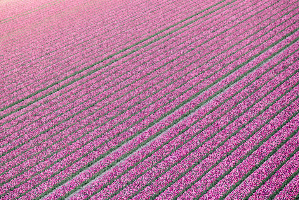 Sea Of Pink Tulips - Flora Collection - Print by Kate Holstein