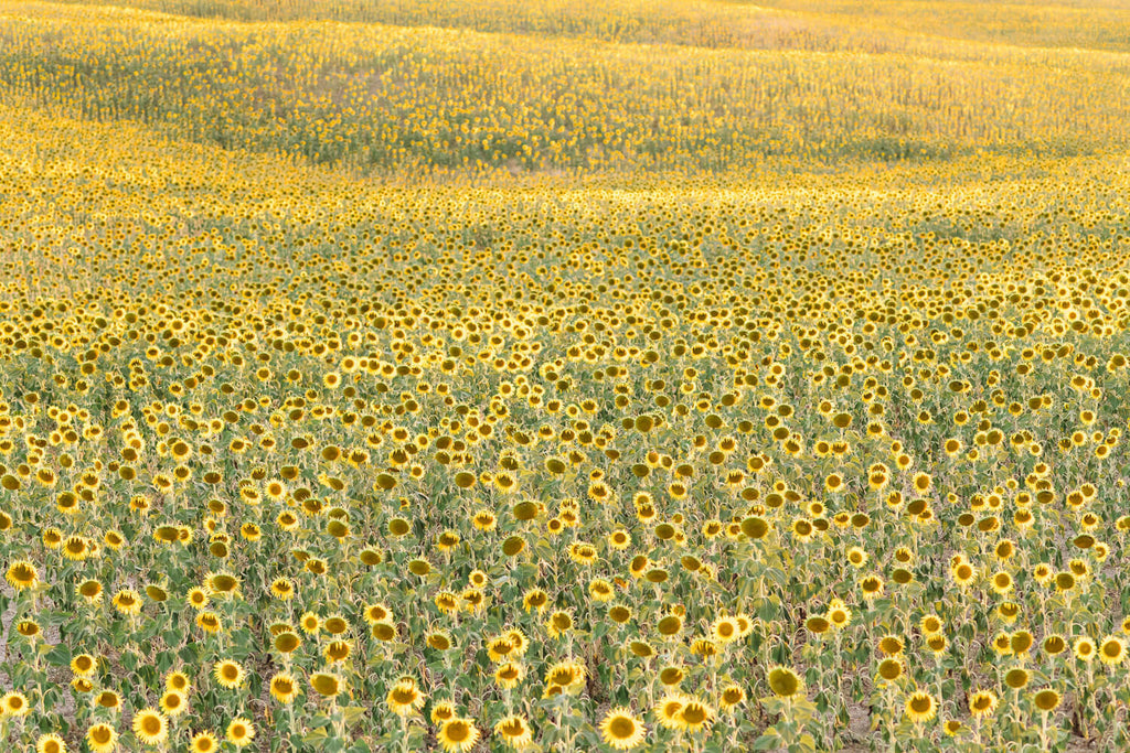 Sea Of Sunflowers - Flora Collection - Print by Kate Holstein
