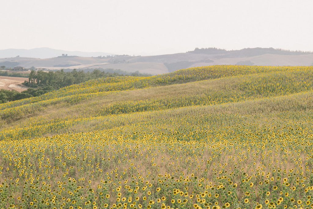 Sunflower Hills 2 - Flora Collection - Print by Kate Holstein