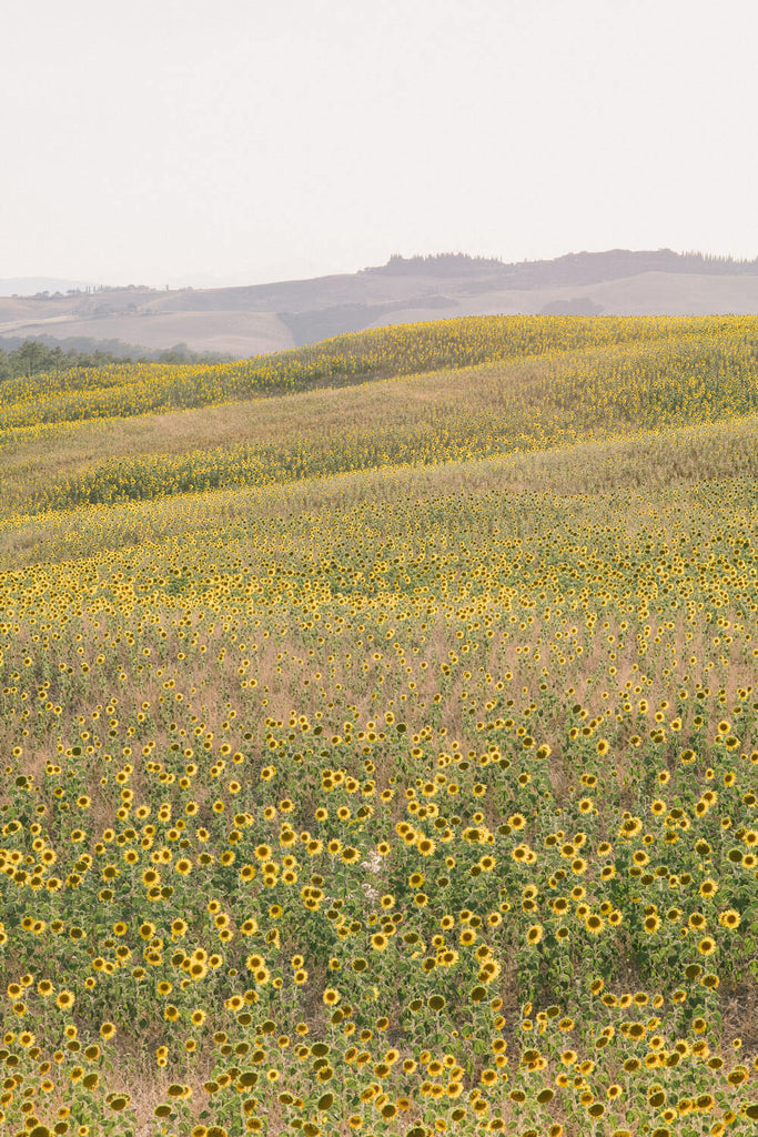 Sunflower Hills - Flora Collection - Print by Kate Holstein