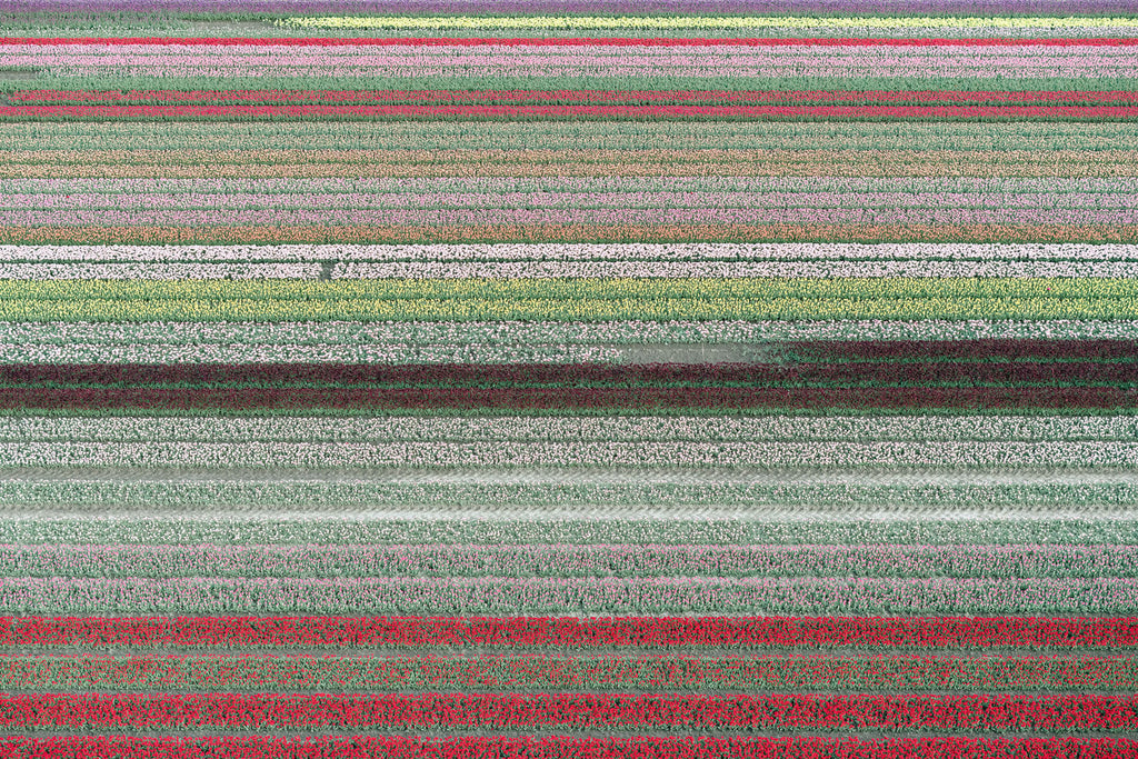 Tulip Rows 1 - Flora Collection - Print by Kate Holstein