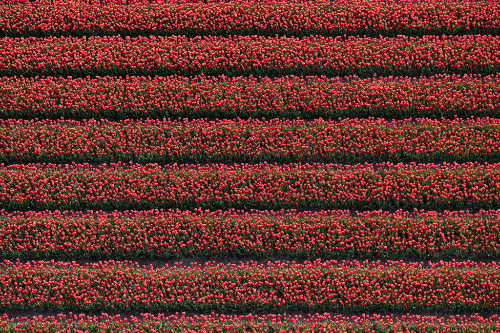 Tulip Rows 2 - Flora Collection - Print by Kate Holstein