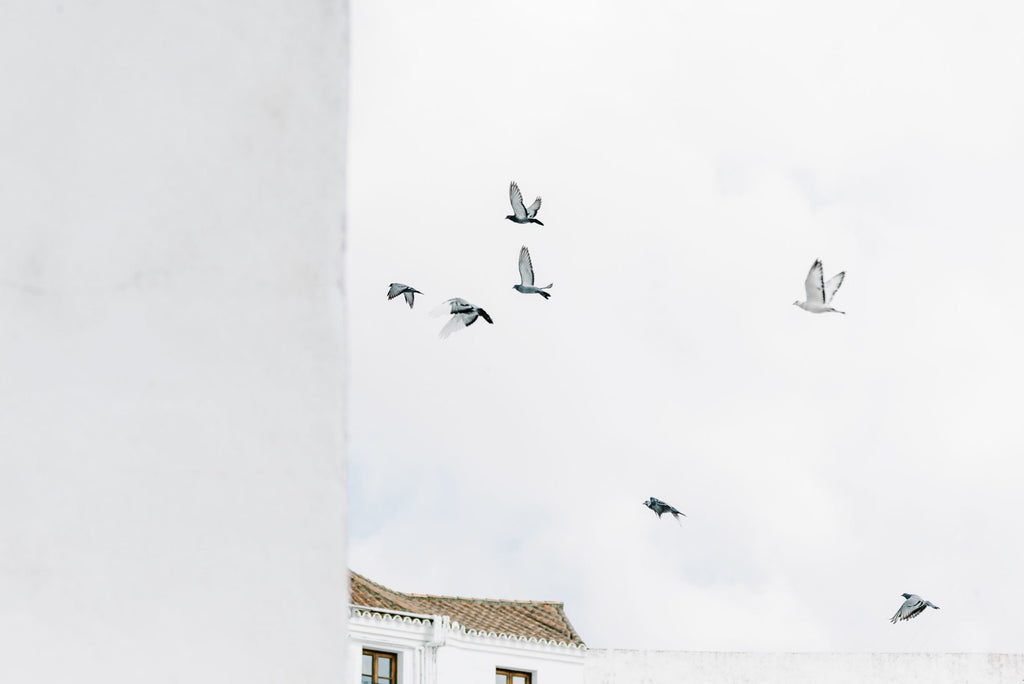 Andalusia Birds, Spain | Kate Holstein
