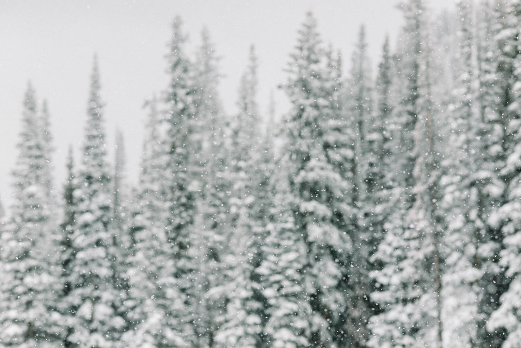 Snow Globe, Aspen CO | Kate Holstein